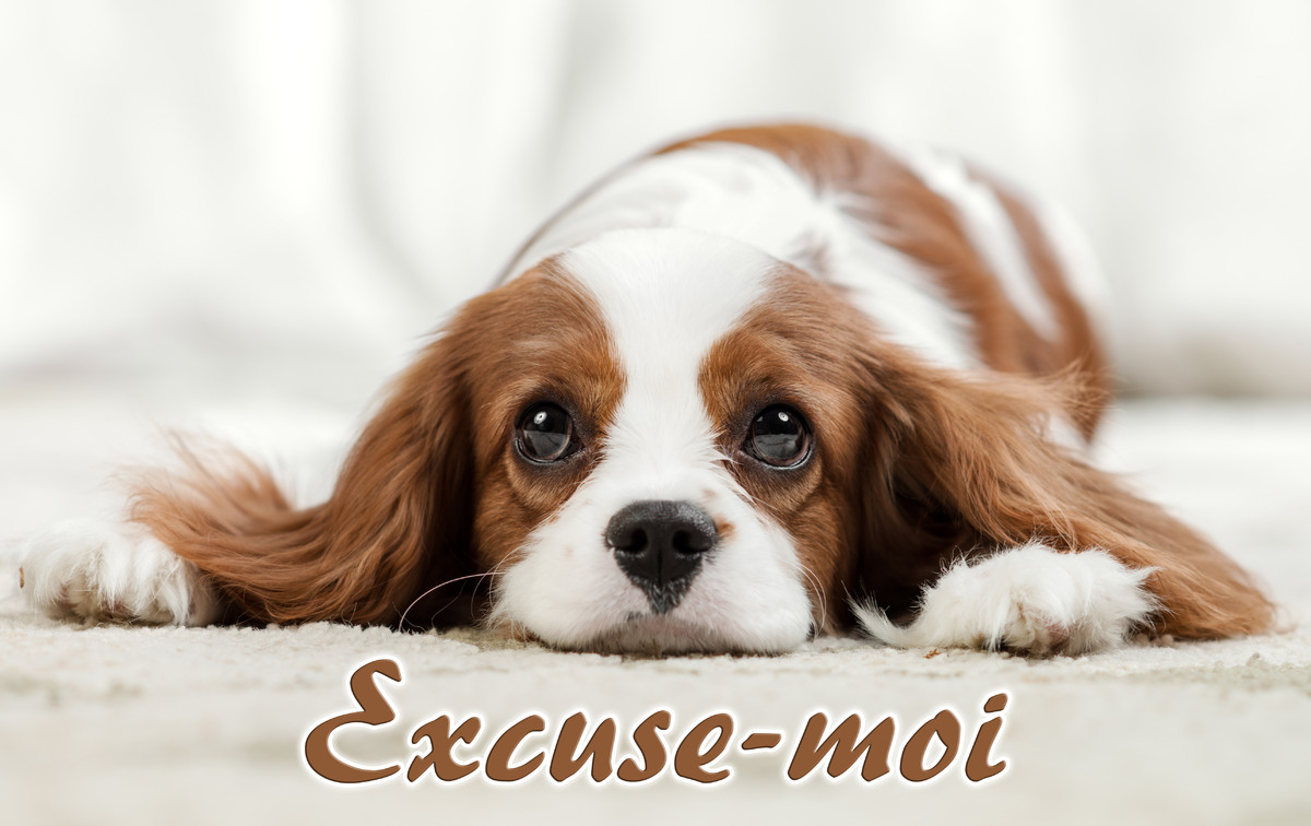 excuse-moi-queste-frasi-vengono-da-fonti-esterne-e-potrebbero-essere