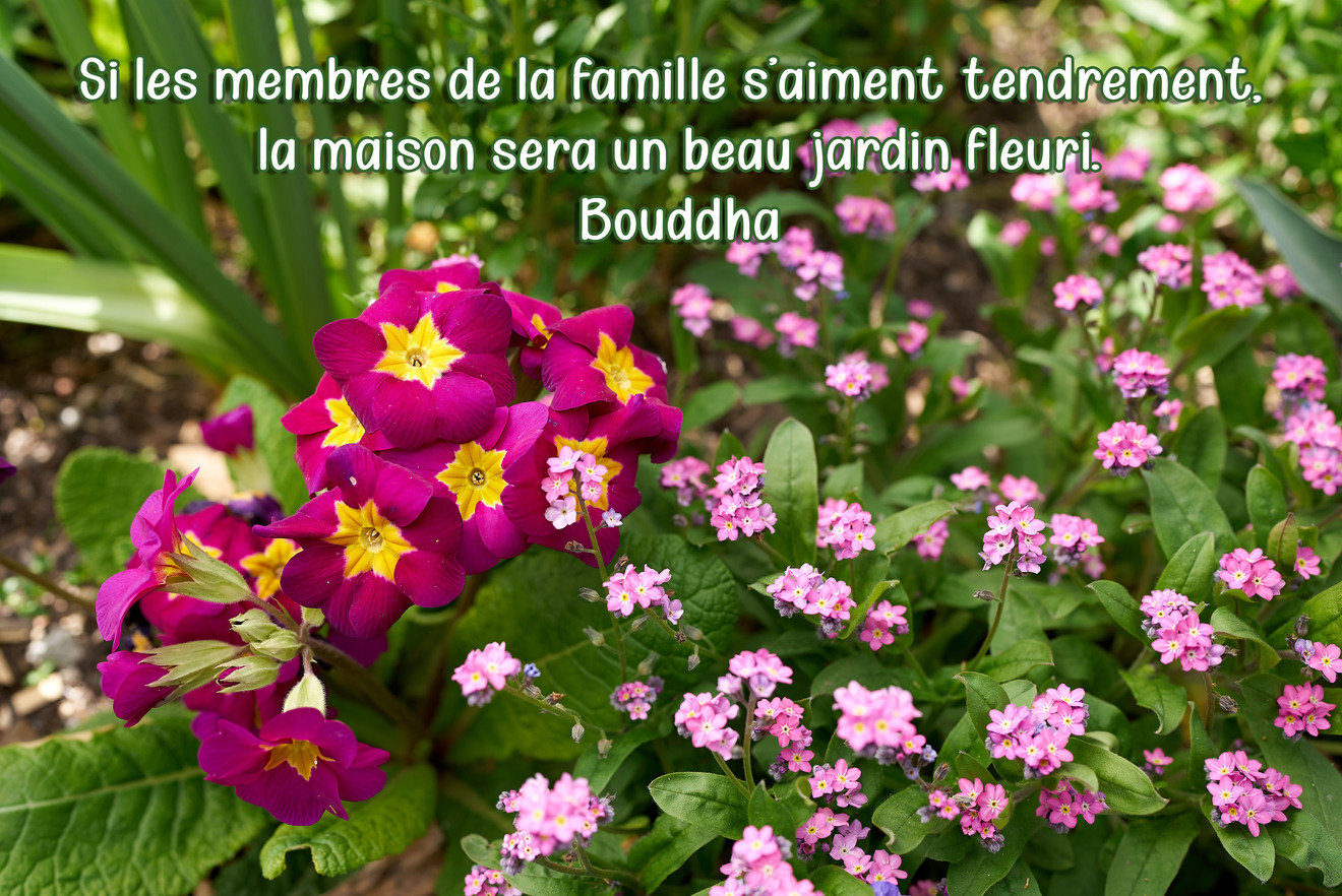 Si les membres de la famille s'aiment tendrement, la maison sera un beau jardin fleuri. Bouddha