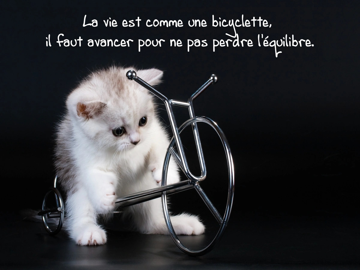 La vie est comme une bicyclette, il faut avancer pour ne pas perdre l'équilibre.