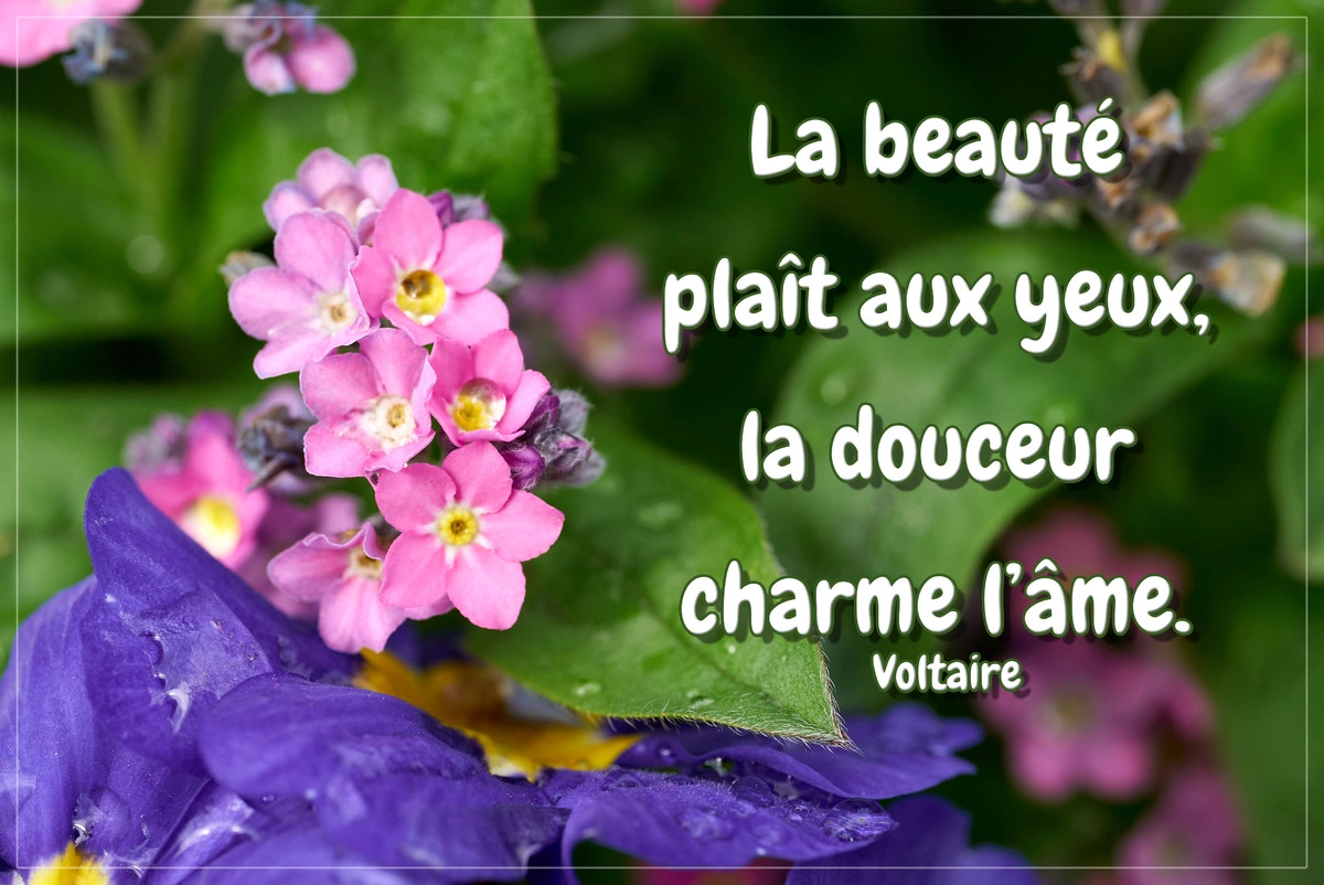 La beauté plaît aux yeux, la douceur charme l'âme. Voltaire