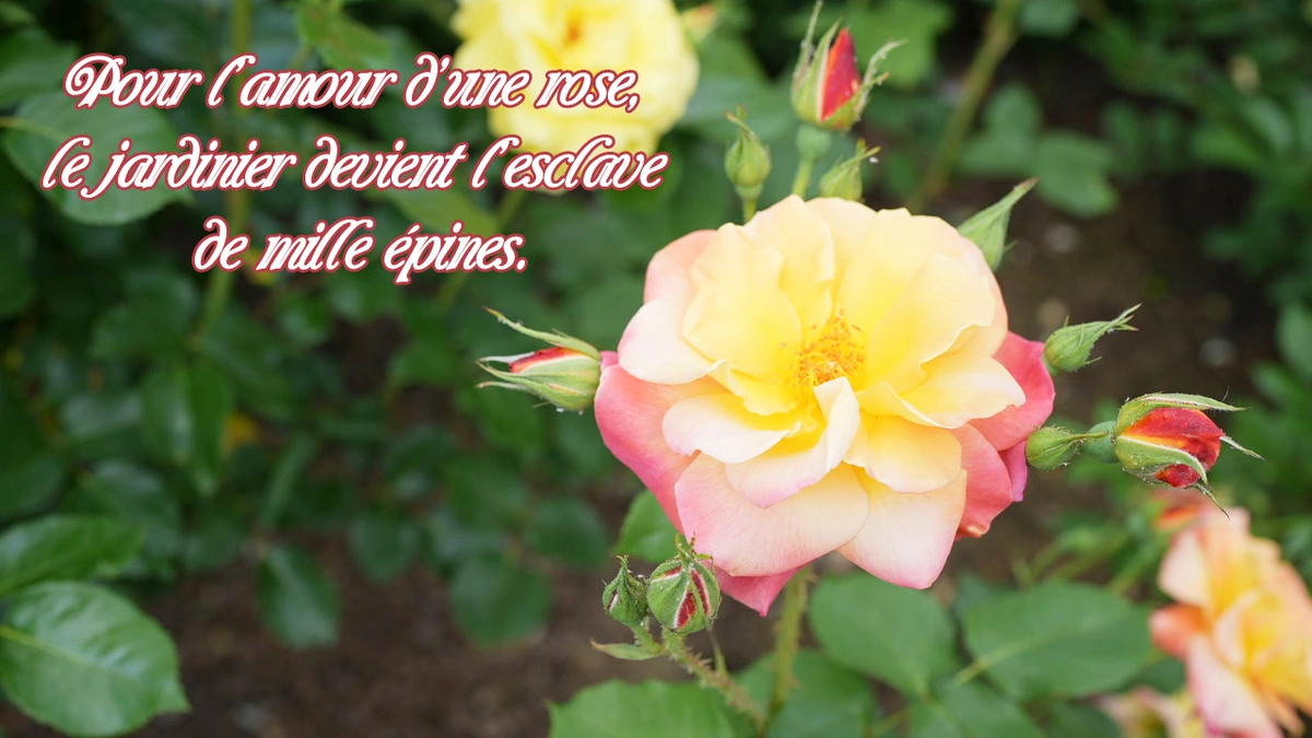 Pour l'amour d'une rose, le jardinier devient l'esclave de mille épines.