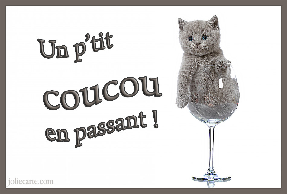 Coucou chat
