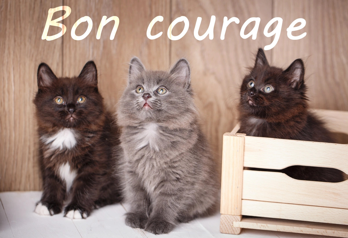 Bon courage